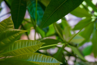 Close-up of fresh green leaves