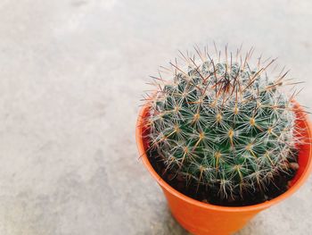 High angle view of cactus plant