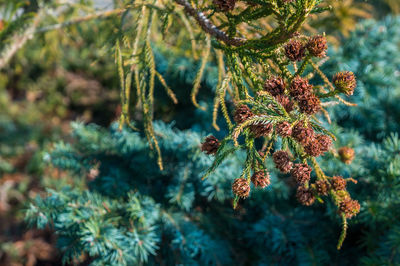 Close-up of pine cones on tree