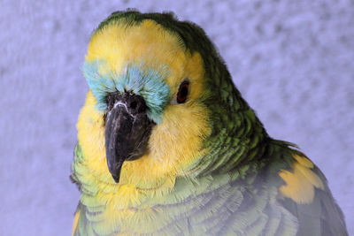 Close-up of a parrot