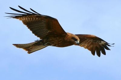 Low angle view of bird flying 