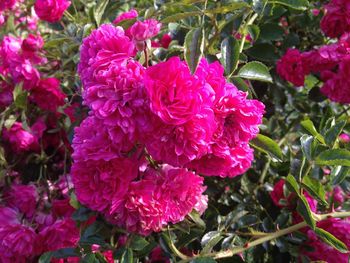 Close-up of flowers blooming outdoors