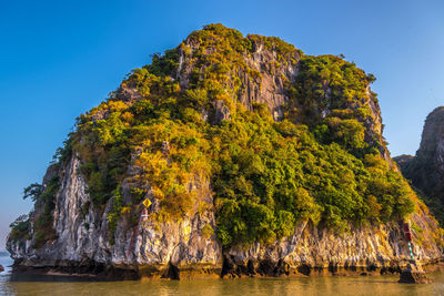 Trees on rock by sea against clear sky