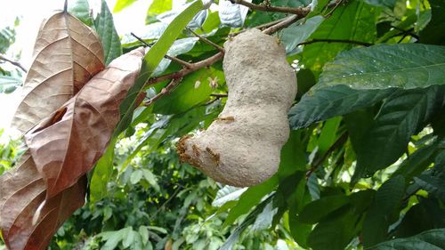 Close-up of fruit on tree