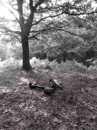 Trees in forest