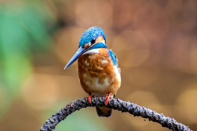 Close-up of bird perching on branch