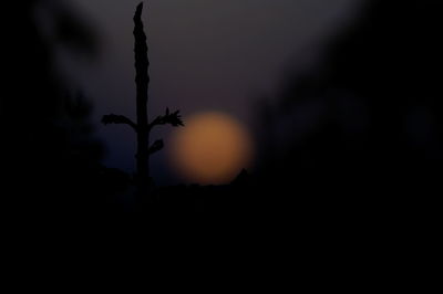 Close-up of silhouette tree against sky at night