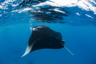 Wide angle view of a school of manta rays, in baa atoll ,madives