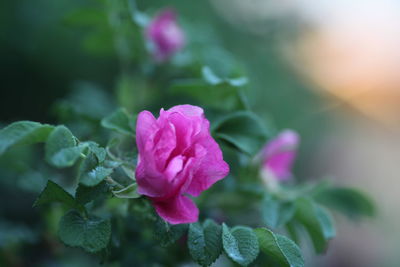 Close-up of pink rose