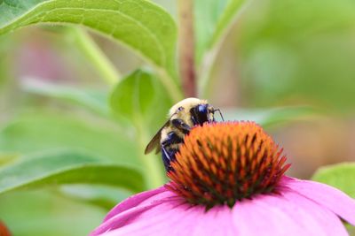 Close-up of bee pollinating on purple flower