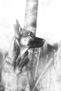 Close-up of a dog looking away