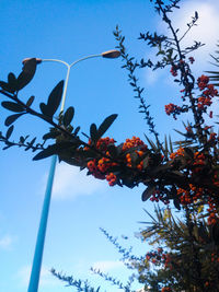 Low angle view of flowering plant against blue sky