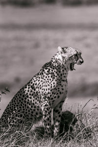 Cheetah walking on the grassland savannah in maasai mara national game reserve park narok county  