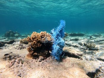 Jellyfish swimming in sea