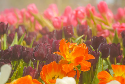 Close-up of orange tulips