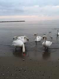 Beautiful winter guests in the bay