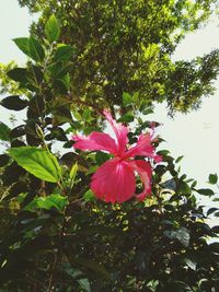 Close-up of pink hibiscus blooming on tree