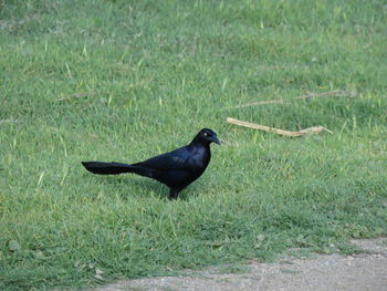 Bird in a field