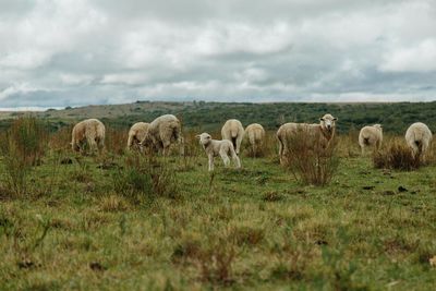 Sheep grazing in a field