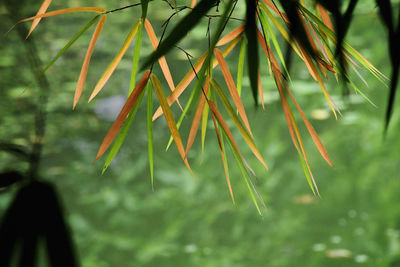 Close-up of fresh green plant