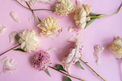 Directly above shot of flowering plant on table