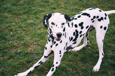 Dalmation dog playing in garden