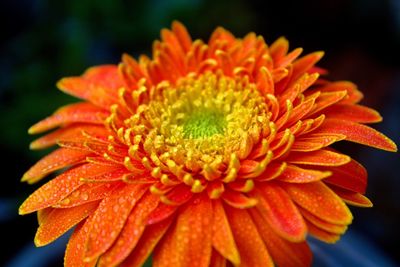 Close-up of orange flower