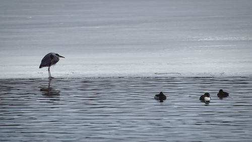 Birds in lake