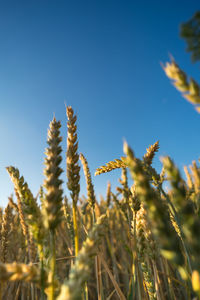 Close-up of stalks in field against clear sky