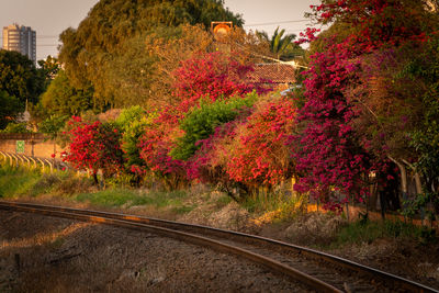 autumn