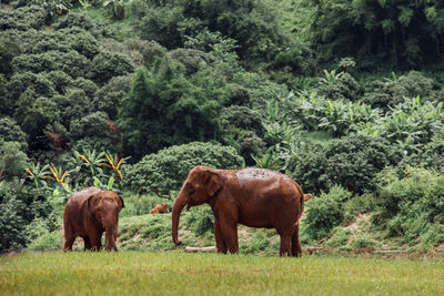 Horses standing in a field