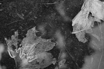 Reflection of trees in pond