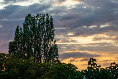 Low angle view of trees against sky during sunset