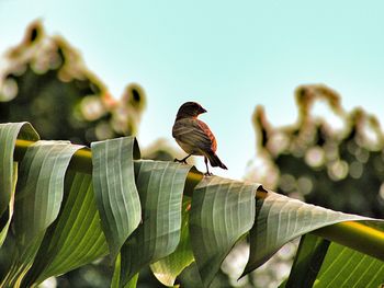 Close-up of birds perching on plant against sky