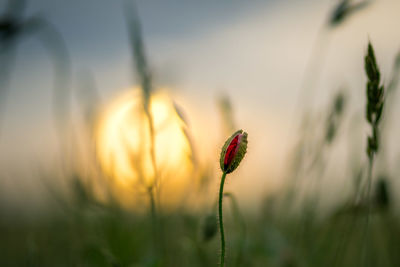 Close-up of ladybug on plant at sunset