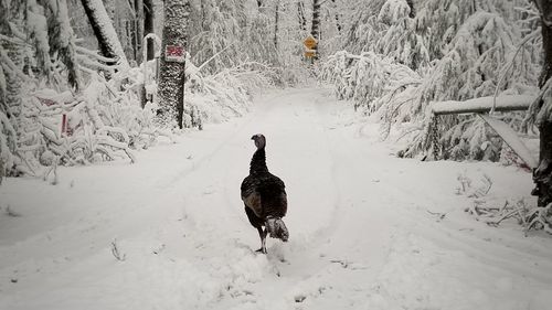 Bird on snow field during winter