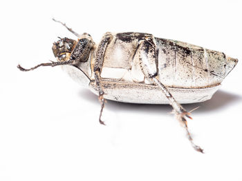 Close-up of insect over white background
