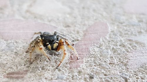 Close-up of crab on sand