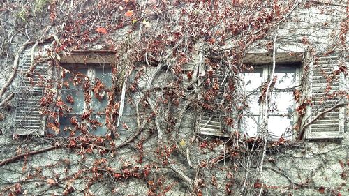 Ivy growing on abandoned building