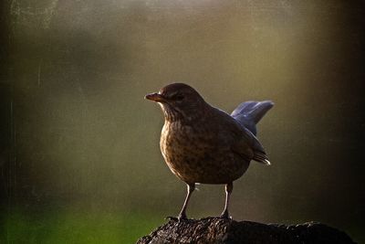 Close-up of bird perching on rock