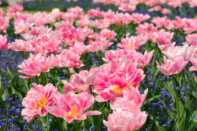 Close-up of pink flowers blooming outdoors