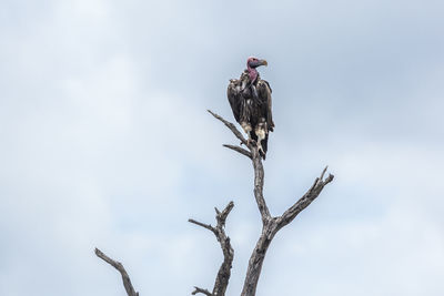 Low angle view of bird perching on branch against sky