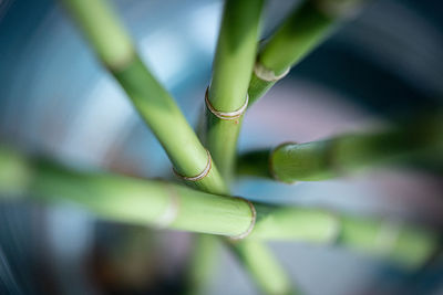 Close-up of plant against blurred background