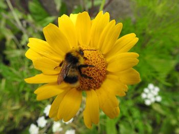 Close-up of bee on yellow flower