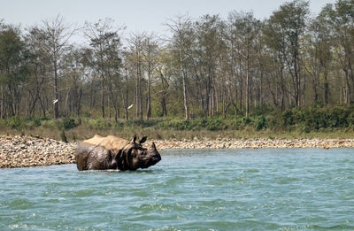 View of horse in the forest