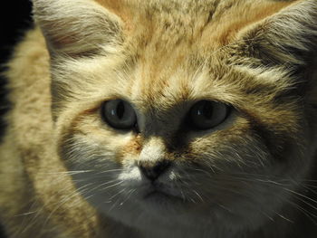 Close-up portrait of cat