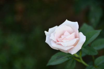 Close-up of white rose