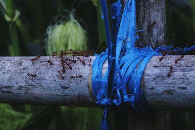 Close-up of ants surrounding a blue nylon string tied on wooden post.