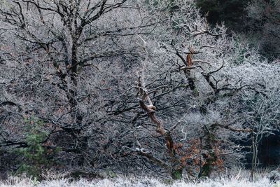 Bare trees on field in forest during winter