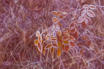 Close-up of plant